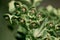 Upright myrtle spurge, Euphorbia rigida, 3.