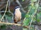 Upright nuthatch on thorny branch