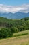 Upright photography of green pine forest with long mountain rang