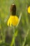 Upright prairie coneflower