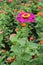 Upright stem of zinnia with magenta-colored flower head