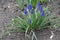 Upright stems of grape hyacinths with blue flowers