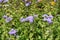 Upright stems with lavender-colored flowers of Ageratum houstonianum in July