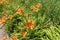 Upright stems with orange flowers of Hemerocallis fulva