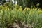 Upright stems of Solidago canadensis with yellow flowers