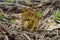 Upright or Striaght Coral Fungus