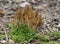 Upright or Striaght Coral Fungus