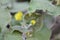 Upright wild ginger Saruma henryi budding yellow flower