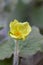 Upright wild ginger Saruma henryi yellow flower