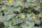 Upright wild ginger Saruma henryi yellow flowering plant