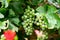 Upripe green grapes on champagne vineyards in Cote des Bar, south of Champange, France