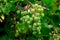 Upripe green grapes on champagne vineyards in Cote des Bar, south of Champange, France