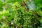 Upripe green grapes on champagne vineyards in Cote des Bar, south of Champange, France