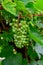 Upripe green grapes on champagne vineyards in Cote des Bar, south of Champange, France