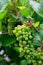 Upripe green grapes on champagne vineyards in Cote des Bar, south of Champange, France