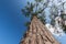 Uprisen angle pine with blue sky.