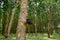 Uprisen angle view of Rubber tree