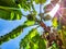 Uprisen of bunch of unripe bananas , leaves and trunk with flare.