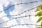 Uprisen view of metal barbed wire fence over blue sky with clouds and green plant, Security and protection concept
