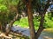 Upriver view of mountain stream in California mountains