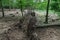 Uprooted broken fallen hornbeam tree in forest detail