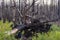 Uprooted and burned fir tree in a forest ravaged by a fire