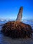 Uprooted dead coconut tree on the beach, selective focus