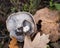 Uprooted mushroom champignon in the forest, close