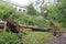 Uprooted poplar after strong winds