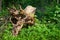 An uprooted stump in a forest glade. Felled old trees in the forest