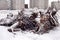 uprooted stumps lie in a pile under the snow against the background of fuel tanks