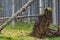 Uprooted tree in coniferous forests