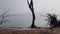 Uprooted tree and dead trees on the banks of the lake