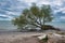 Uprooted tree by edge of blue lake water on a beach on a cloudy day