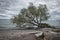 Uprooted tree by edge of blue lake water on a beach on a cloudy day