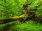 Uprooted tree fallen in the forest