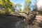 Uprooted tree. Fallen tree in magical scenic forest. Natural background. Reinhardswald - germany