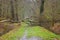 Uprooted tree in a forest in Flanders, Belgium