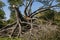 Uprooted Tree in the Gardens at Osborne House, Isle of Wight