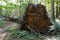 Uprooted tree left to rot in natural forest