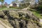 Uprooted tree near a neighborhood street laying over a broken sidewalk and onto a green lawn.