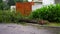 An uprooted tree in a residential area after a tropical storm. Climate change concept