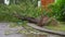 An uprooted tree in a residential area after a tropical storm. Climate change concept