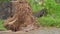 An uprooted tree in a residential area after a tropical storm. Climate change concept