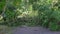 An uprooted tree in a residential area after a tropical storm. Climate change concept