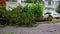 An uprooted tree in a residential area after a tropical storm. Climate change concept