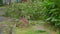 An uprooted tree in a residential area after a tropical storm. Climate change concept