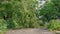 An uprooted tree in a residential area after a tropical storm. Climate change concept