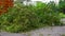 An uprooted tree in a residential area after a tropical storm. Climate change concept