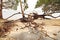 Uprooted trees and beach erosion after tropical cyclone hits island